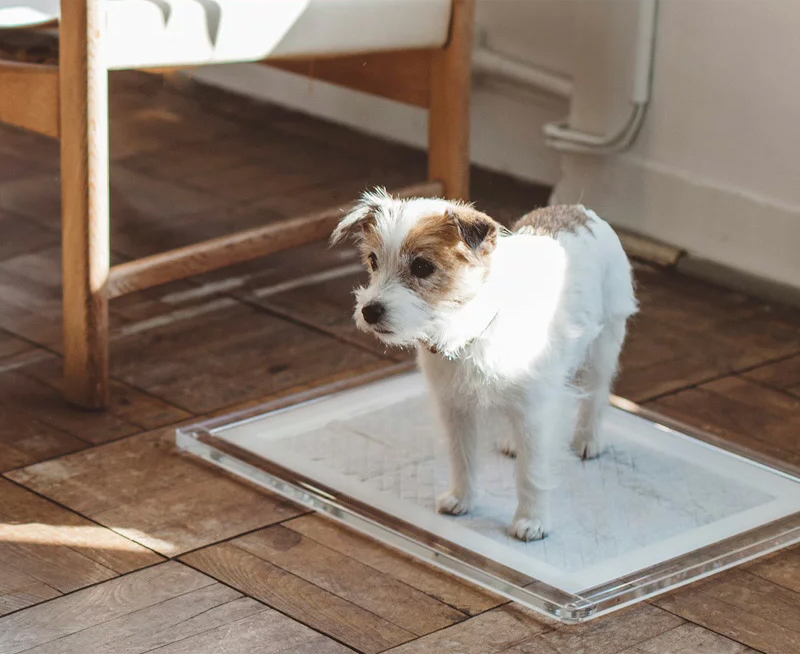 犬 アクリル ペットトイレ トイレトレー トイレ アクリルトイレ